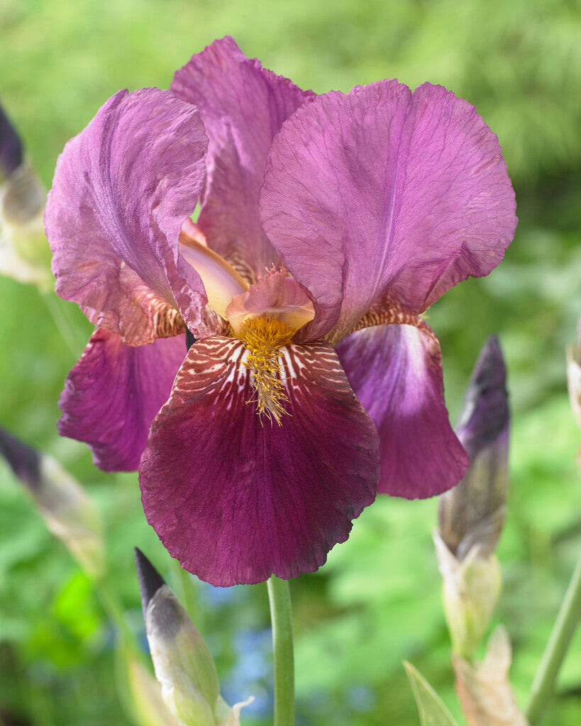 Tysk iris-Iris Germanica Senlac 1-pakning